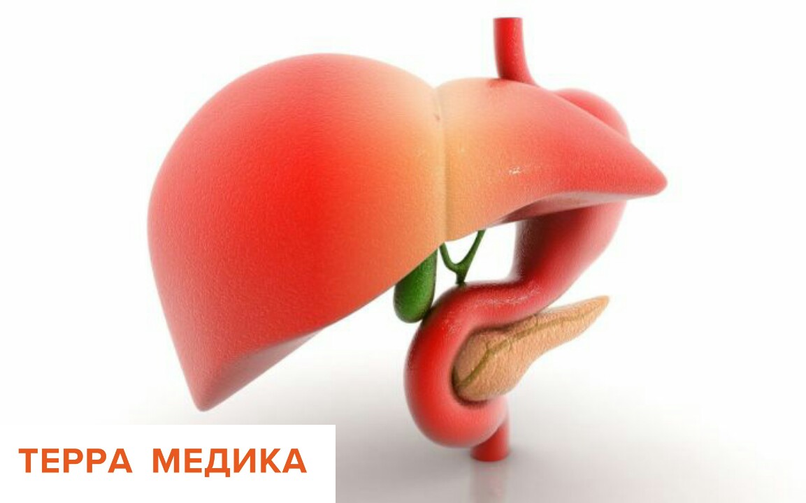 Интересные факты о печени