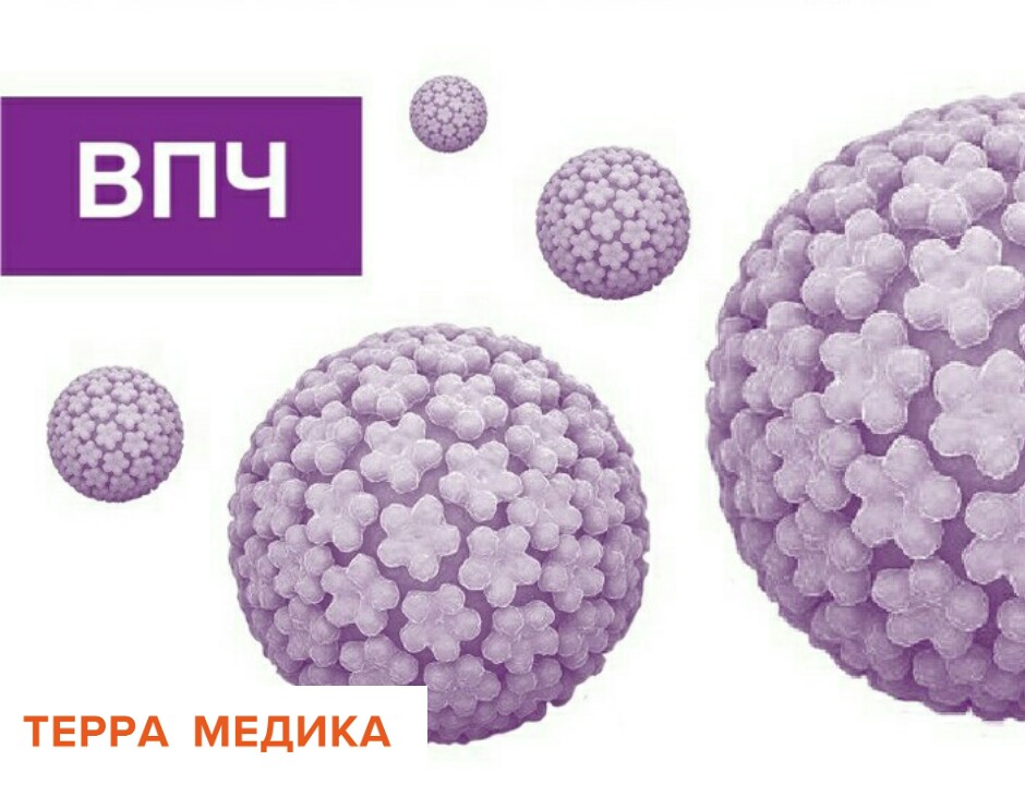 Вирус папилломы человека (ВПЧ)