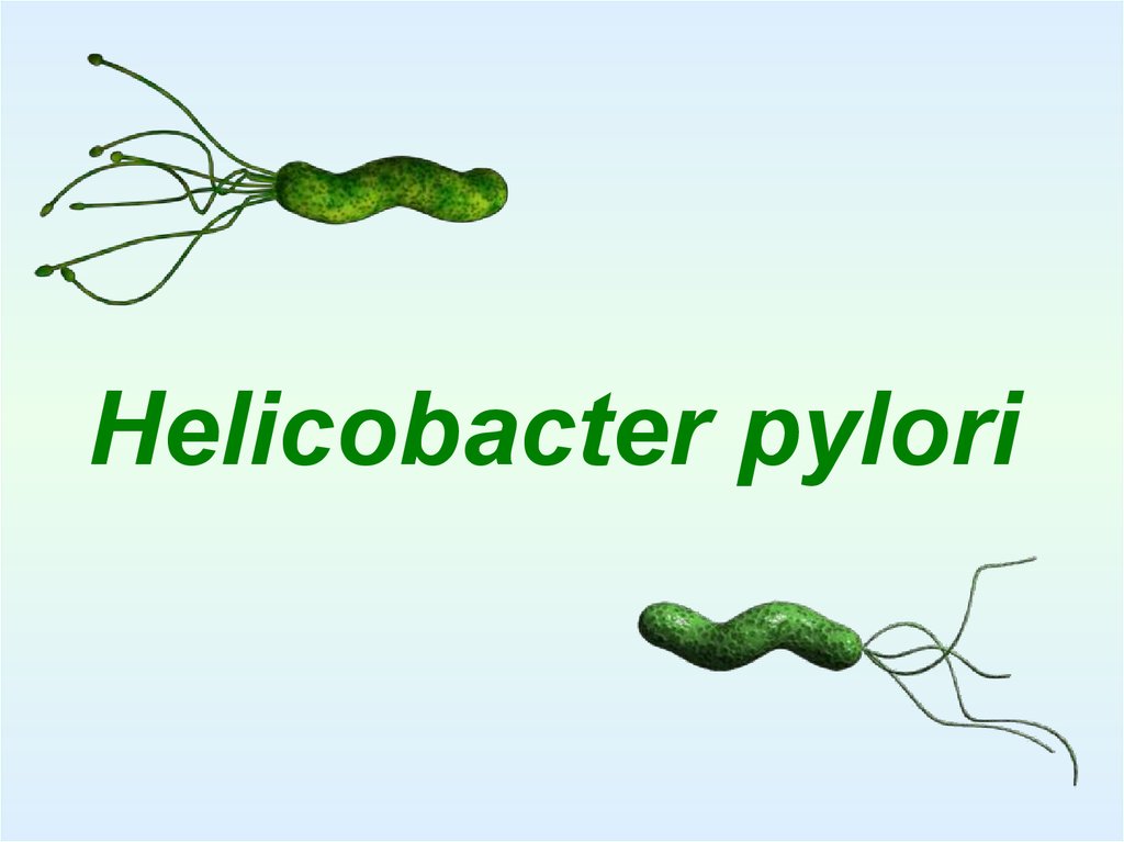 Хеликобактер пилори (Helicobacter pylori)